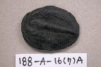 藏品(三葉蟲)的圖片